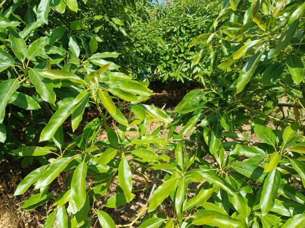 Terreno en Torrox Pueblo thumbnail 2