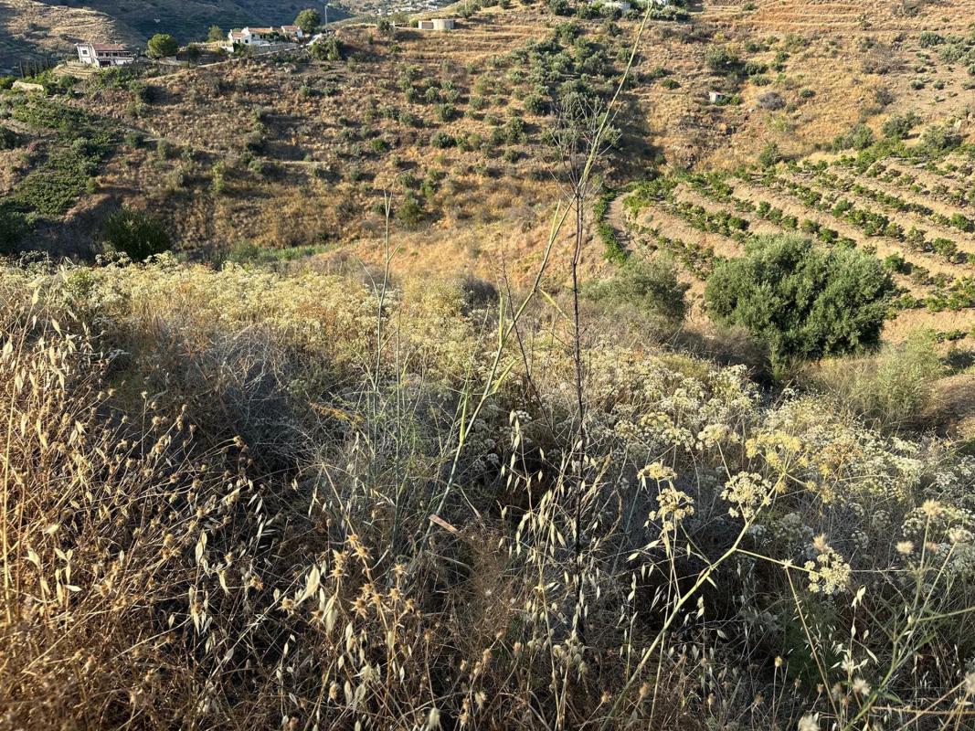 Terreno en venta en Torrox, Malaga photo 1