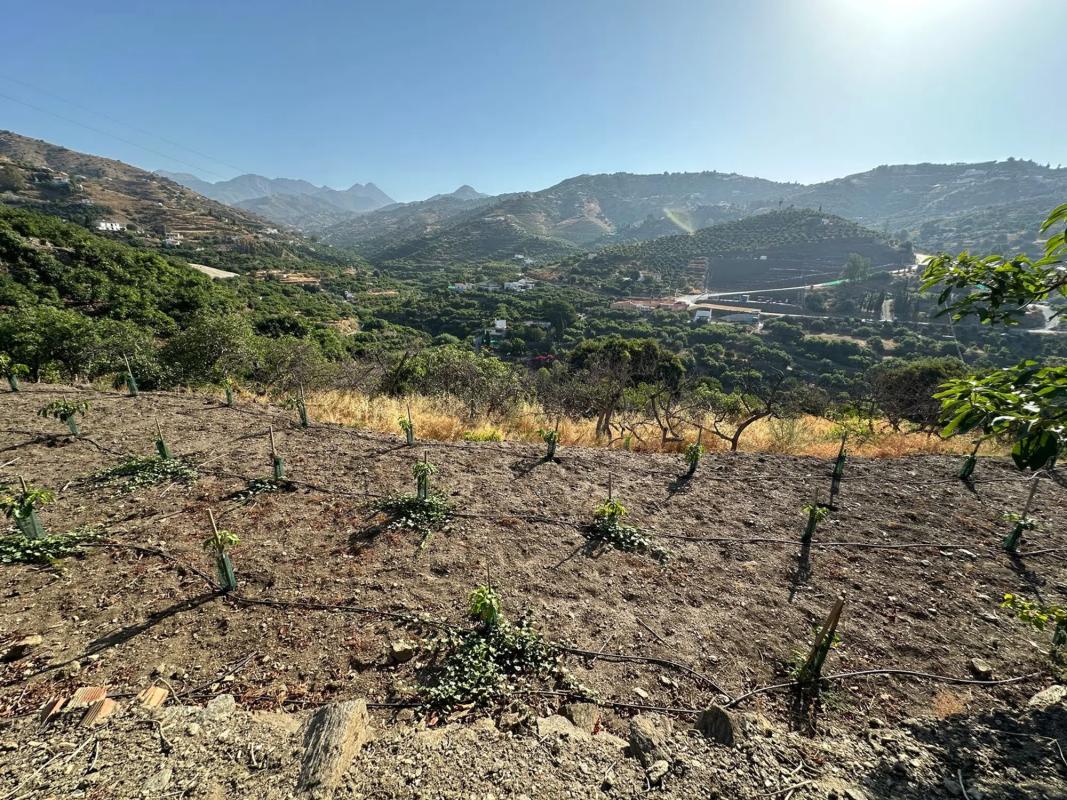 Terreno en venta en Torrox, Malaga photo 5