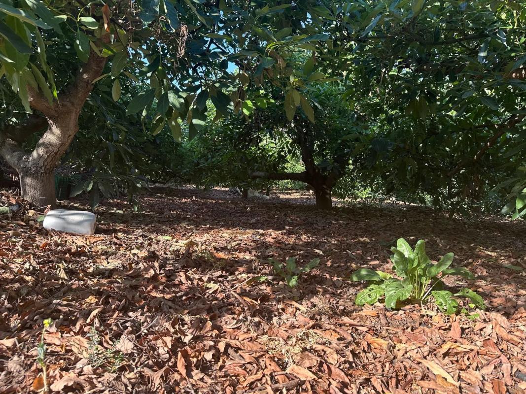Terreno en venta en Torrox, Malaga photo 2