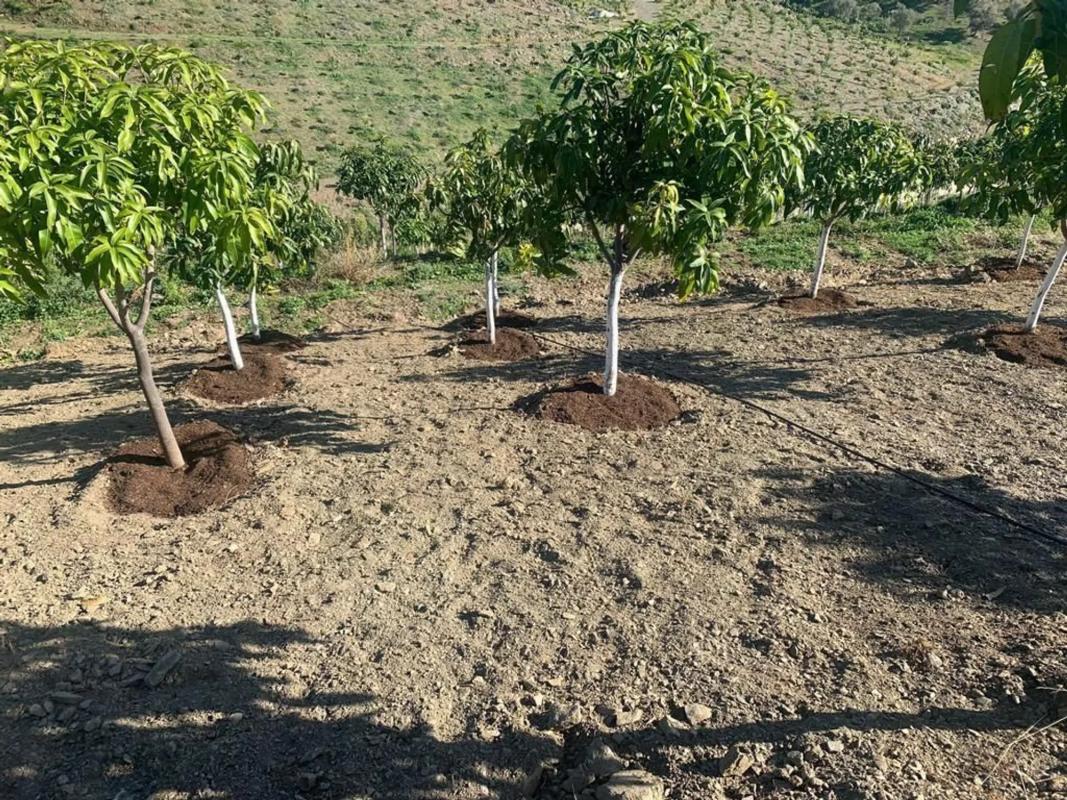 Terreno en venta en Vélez-Malaga, Malaga photo 3