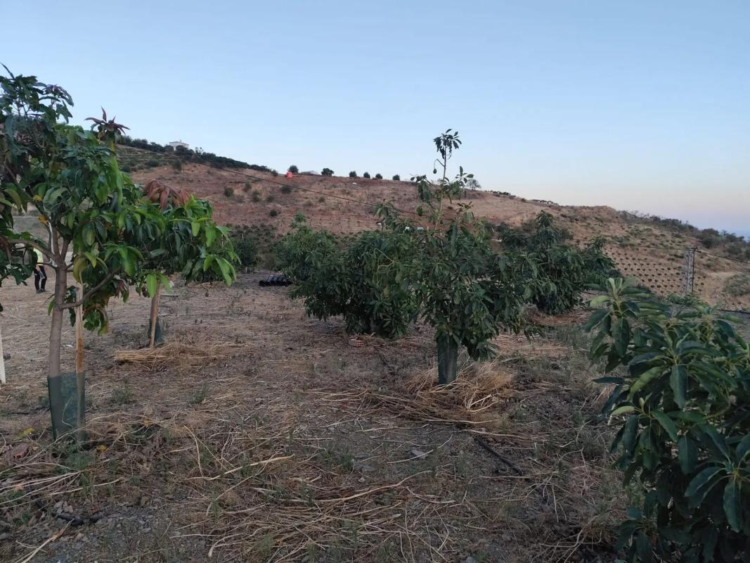 Terreno en venta en Vélez-Malaga, Malaga photo 1