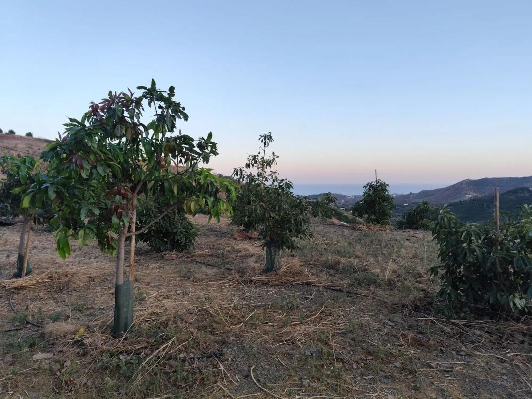 Terreno en venta en Vélez-Malaga, Malaga photo 4