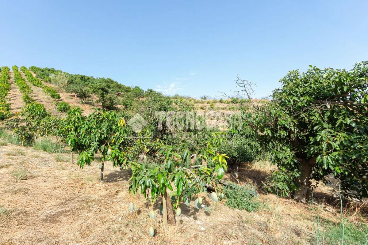 Działka na sprzedaż w Vélez-Málaga, Malaga photo 1
