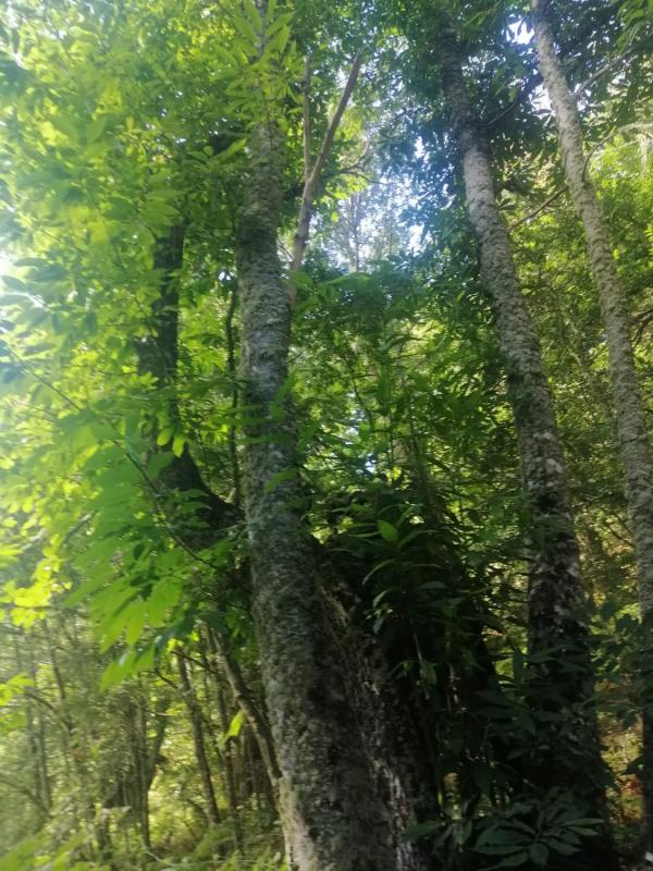 Terreno en venta en A Teixeira, Ourense photo 1