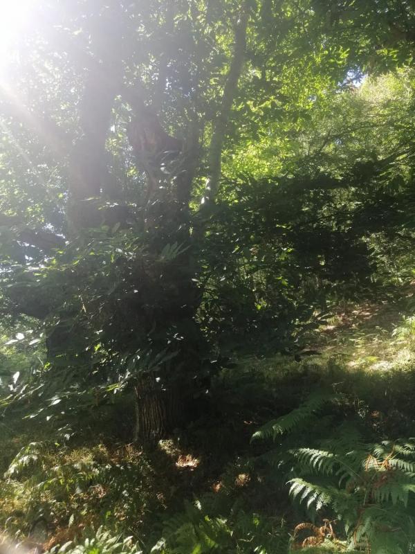 Terreno en venta en A Teixeira, Ourense photo 2