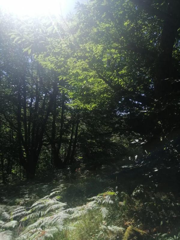 Terreno en venta en A Teixeira, Ourense photo 3