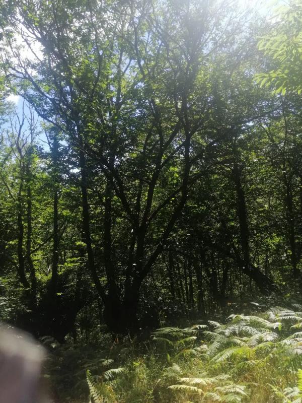 Terreno en venta en A Teixeira, Ourense photo 4