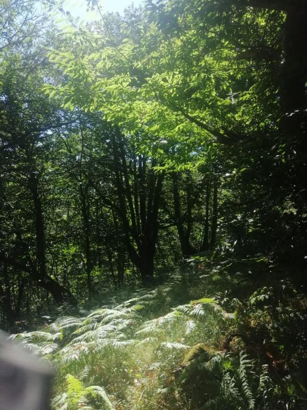 Terreno en venta en A Teixeira, Ourense photo 5