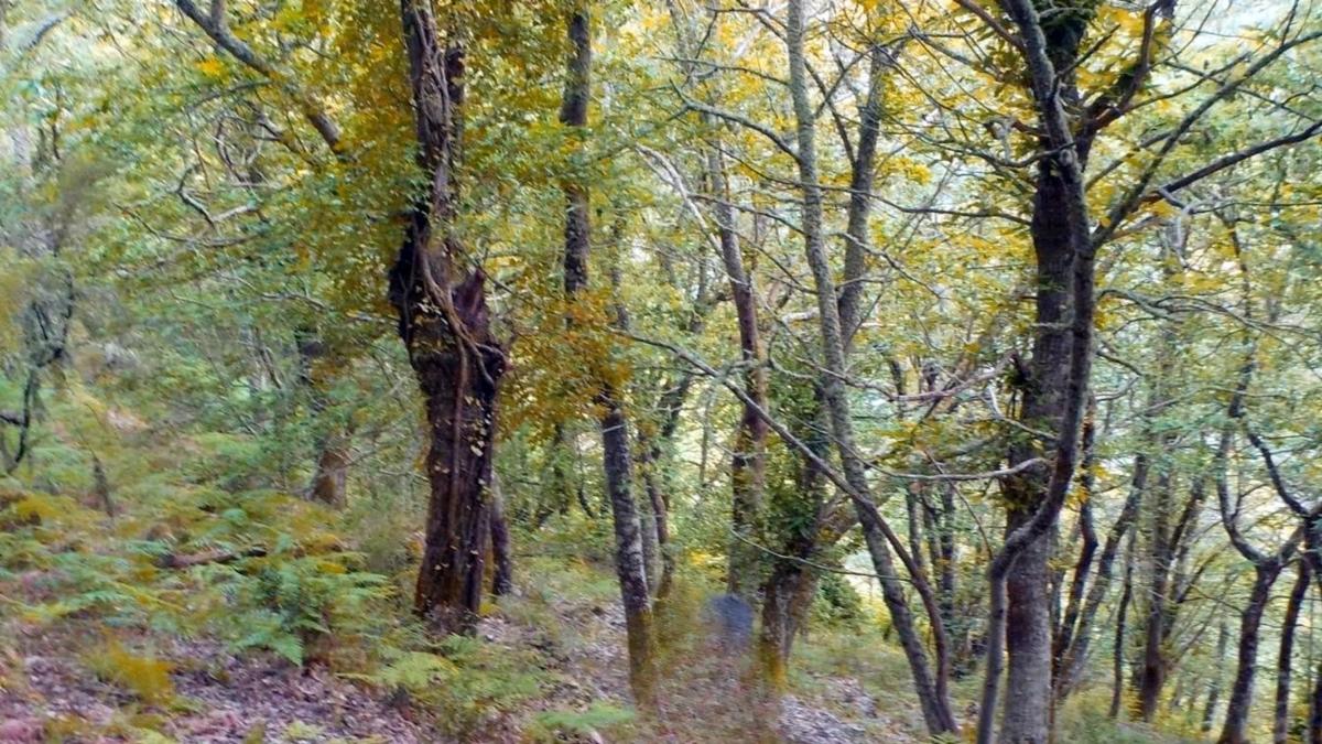 Terreno en venta en A Teixeira, Ourense photo 3