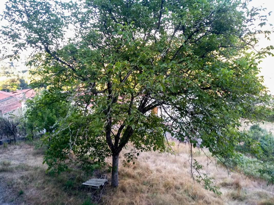 Terreno en venta en Allariz, Ourense photo 3