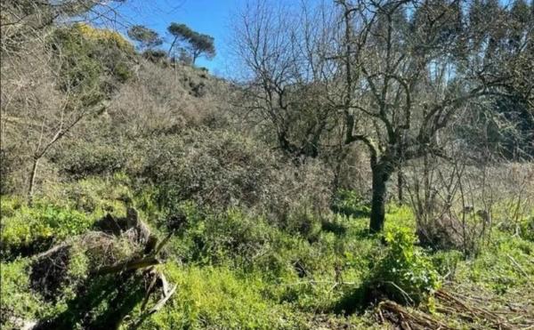 Terreno en camino da s/n photo 1