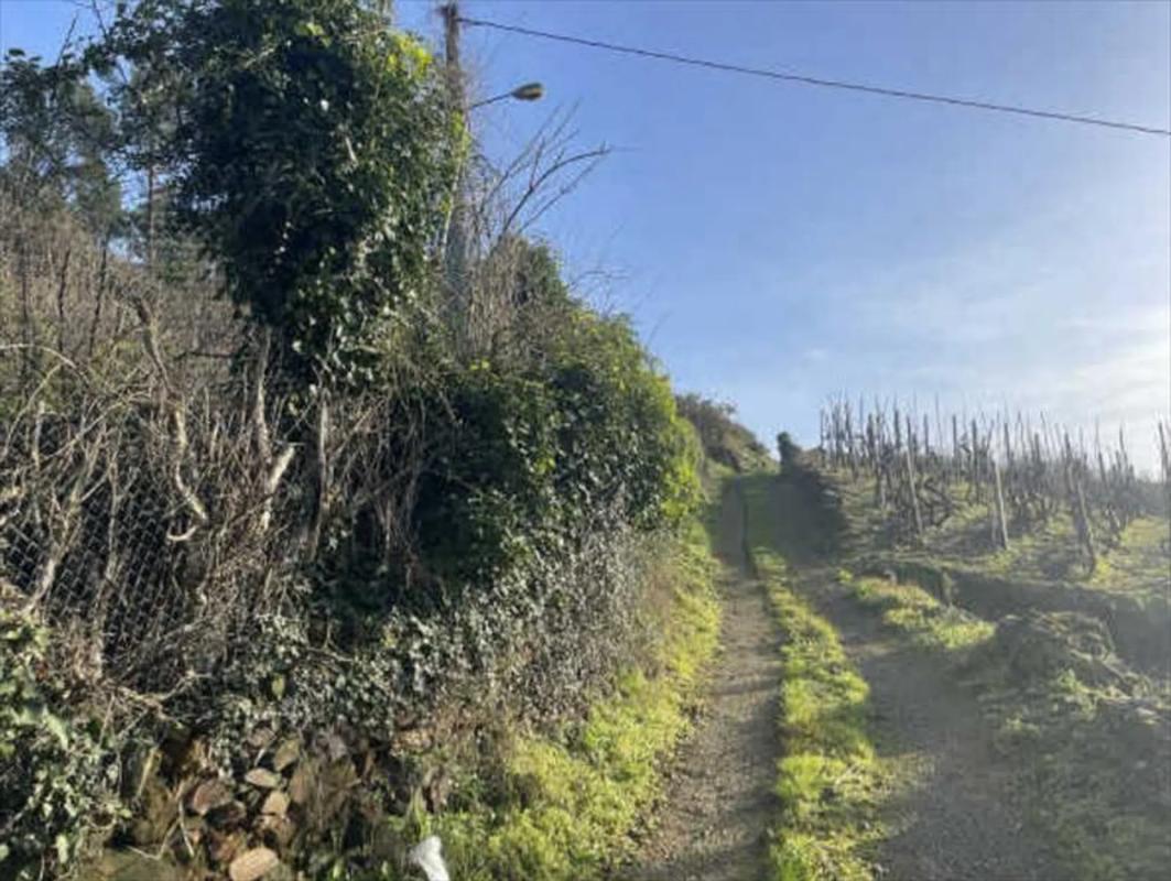 Land for sale in Castrelo de Miño, Ourense photo 5