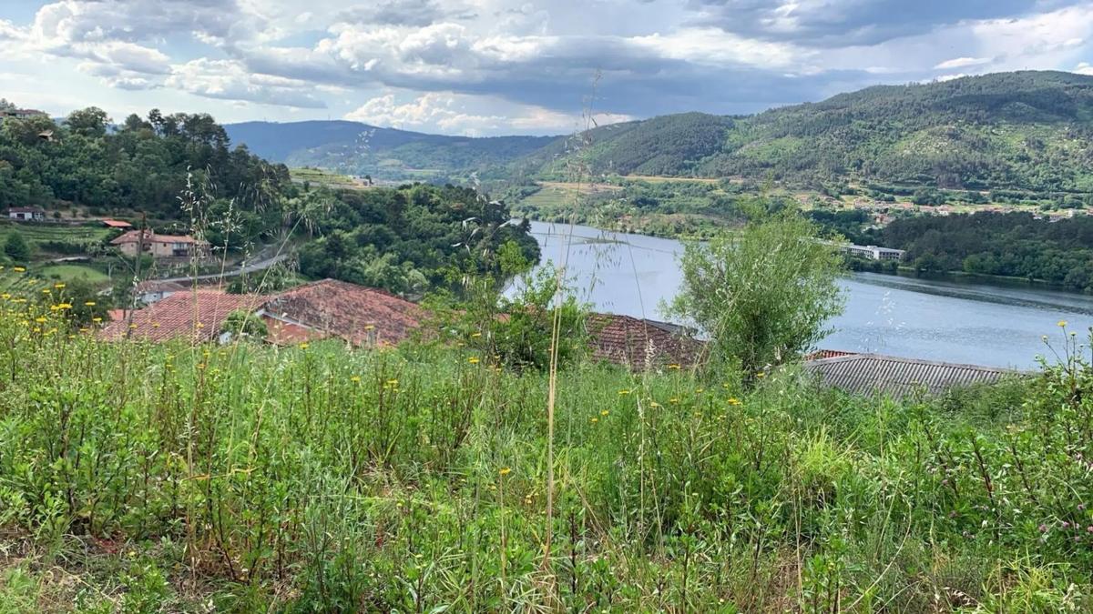 Land for sale in Castrelo de Miño, Ourense photo 5