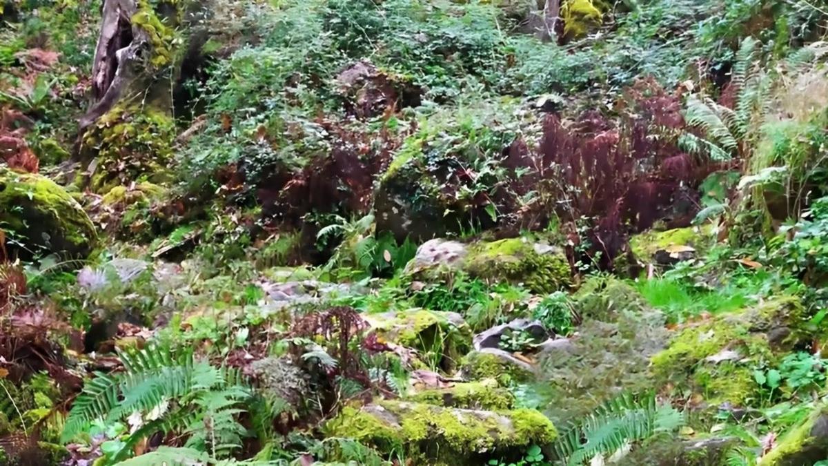 Terreno en venta en Castro Caldelas, Ourense photo 2