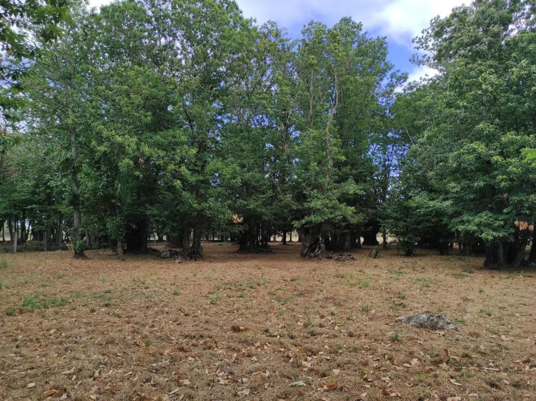 Land for sale in Celanova, Ourense photo 2
