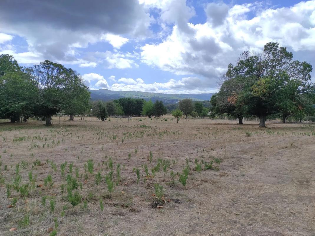 Land for sale in Celanova, Ourense photo 4