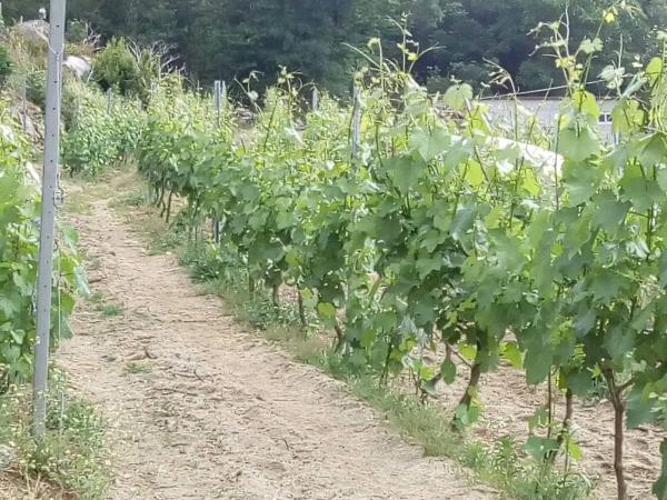 Terreno en Our-cv-408 s/n photo 4