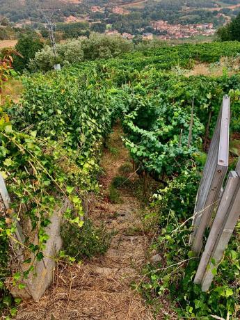Terreno en Lebosende, 80 photo 1