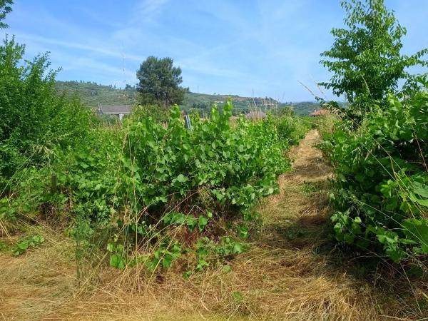 Terreno en Polígono 504 Parcela 610 a Palleiros. Monterrei (ourense), 504 PolgonoParcelaAPALLEIROS photo 2