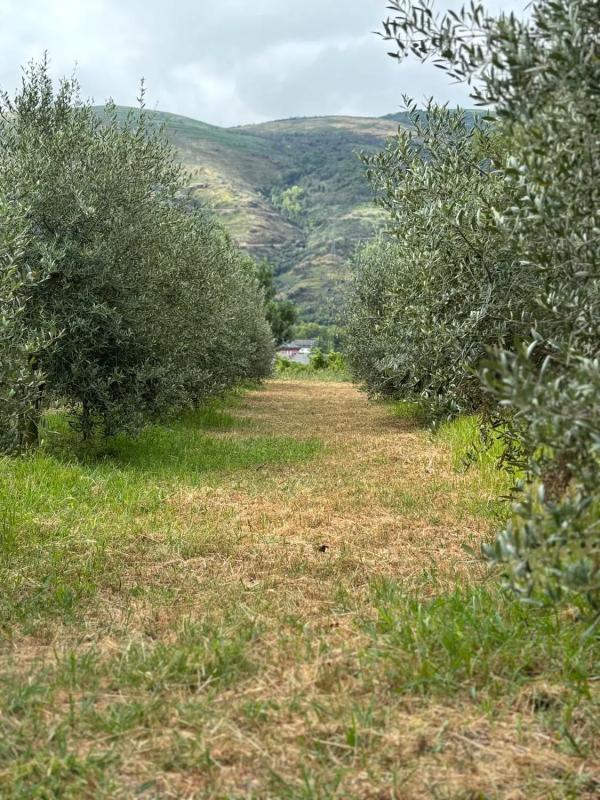 Land for sale in The Boat of Valdeorras, Ourense photo 4