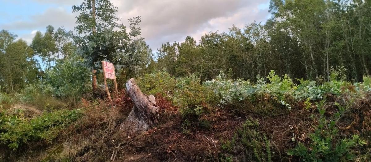 Terreno en venta en O Carballiño, Ourense photo 5