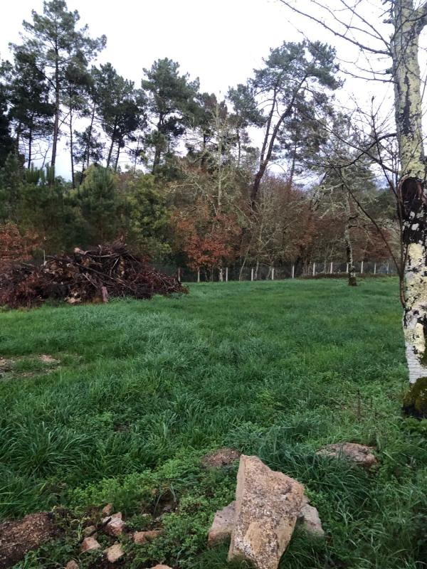 Land for sale in The Carballiño, Ourense photo 2