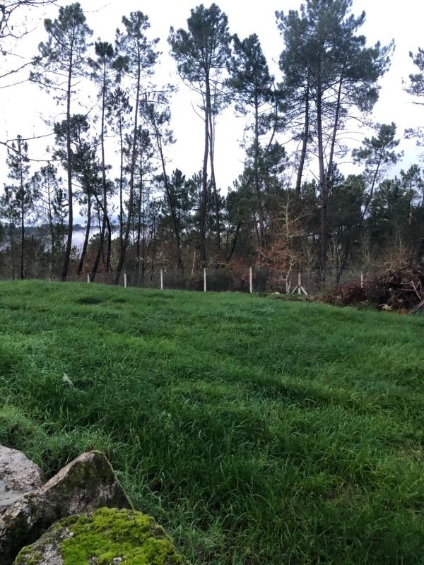 Land for sale in The Carballiño, Ourense photo 4