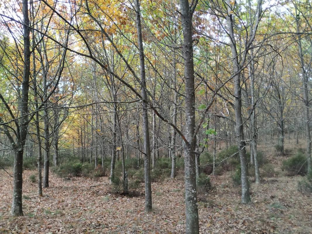 Terreno en venta en Parada De Sil, Ourense photo 4