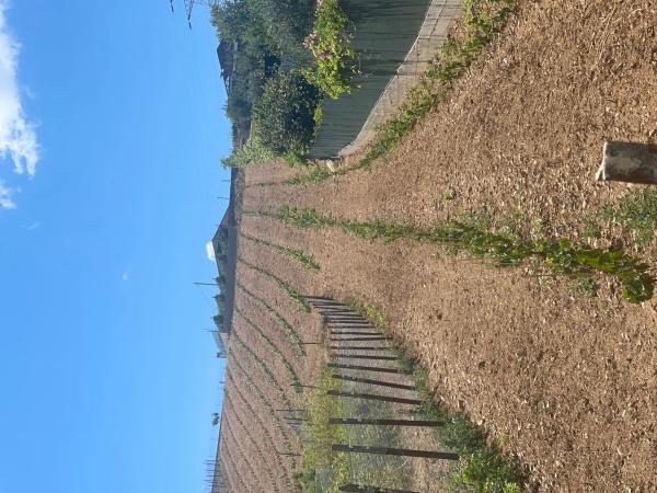 Terreno en calle La mata s/n photo 1