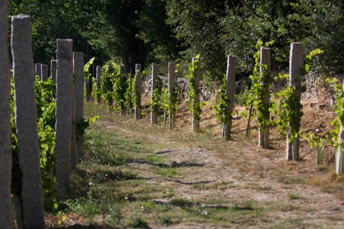 Land for sale in Rairiz de Veiga, Ourense photo 3