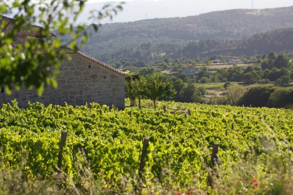 Land for sale in Rairiz de Veiga, Ourense photo 4