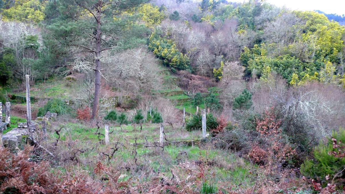 Land for sale in Rairiz de Veiga, Ourense photo 5