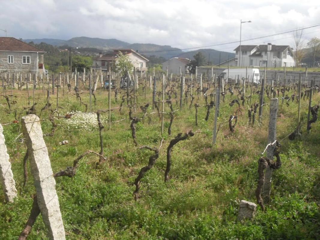 Działka na sprzedaż w Ribadawia, Ourense photo 5
