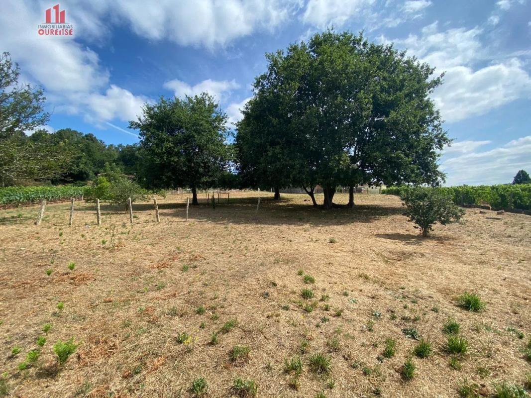 Terreno en venta en Ribadavia, Ourense photo 3