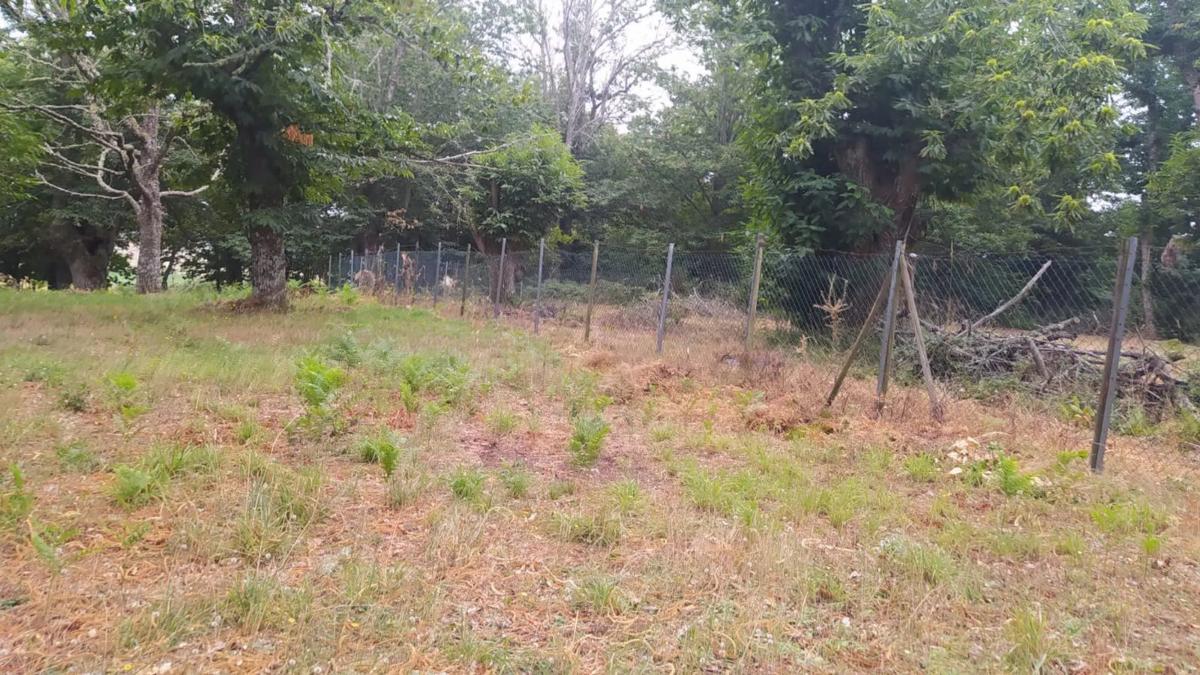 Terreno en venta en Riós, Ourense photo 5