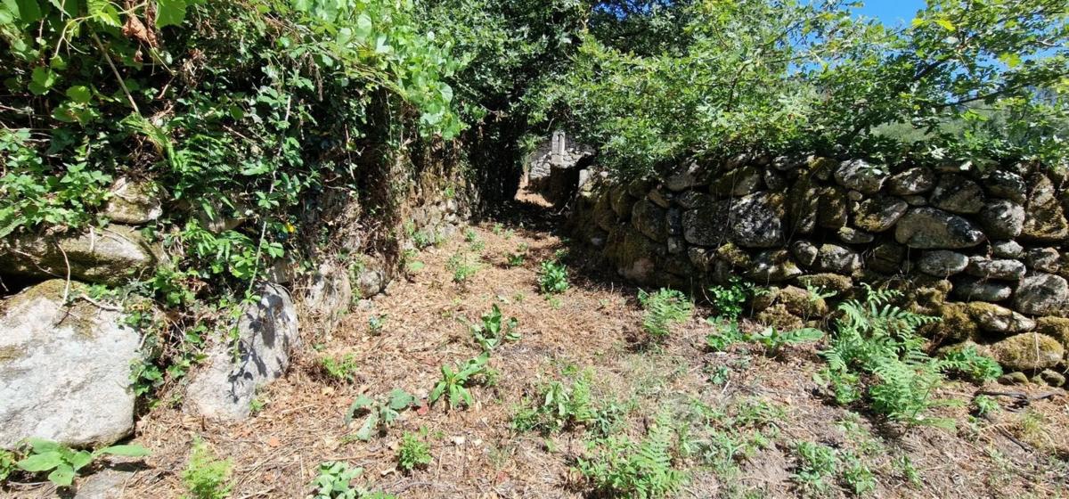 Terreno en venta en San Amaro, Ourense photo 5