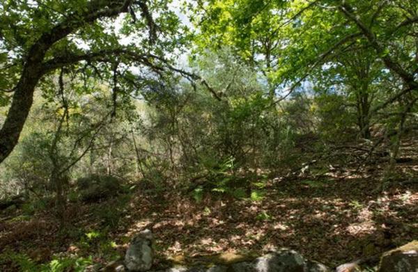 Terreno en camino Sen Nome photo 2
