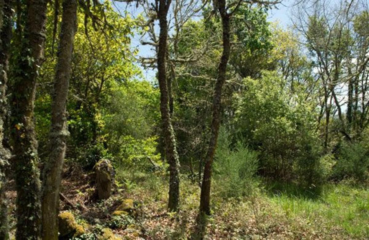 Terreno en venta en Sarreaus, Ourense photo 3