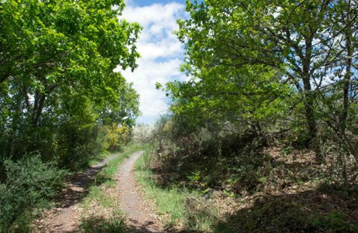 Terreno en venta en Sarreaus, Ourense photo 5
