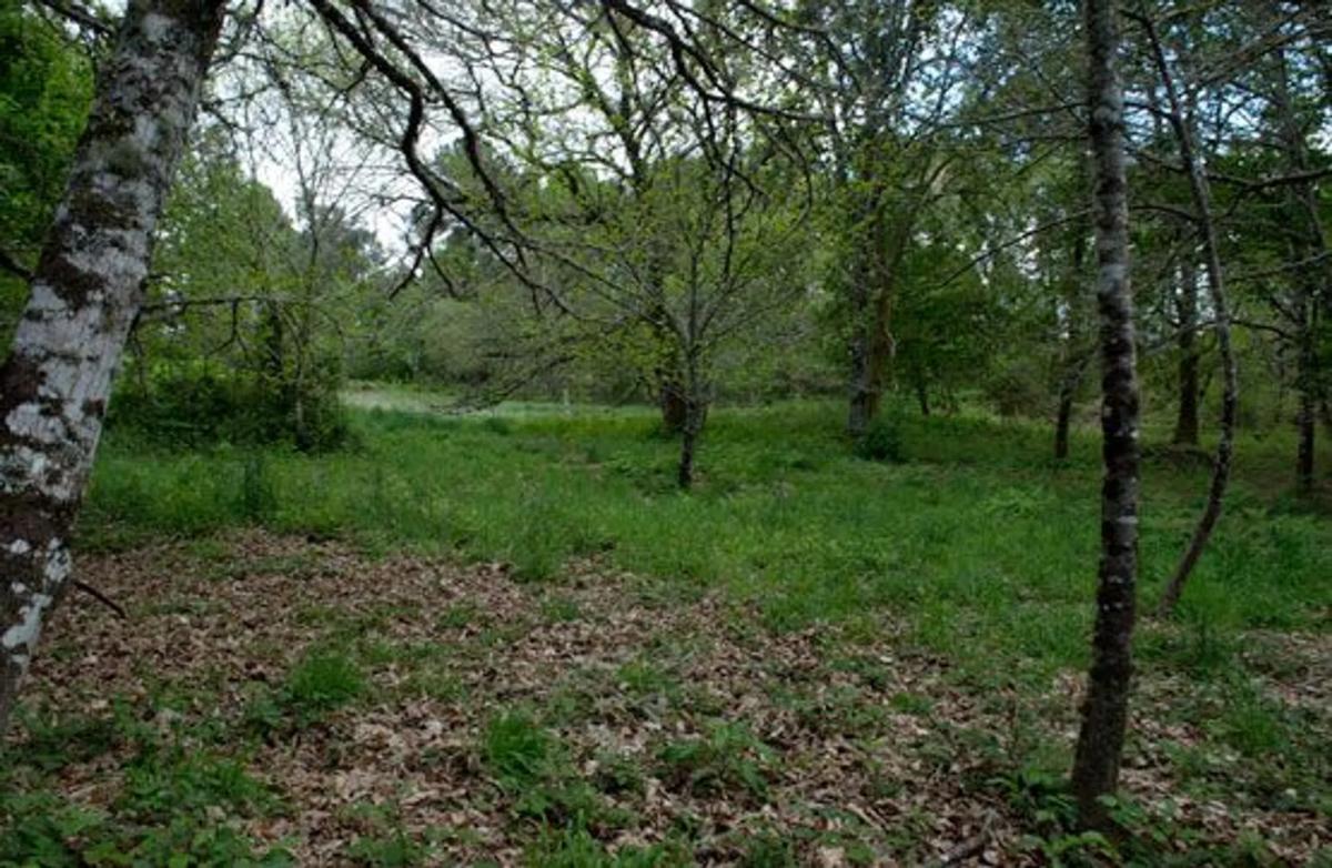 Terreno en venta en Sarreaus, Ourense photo 2