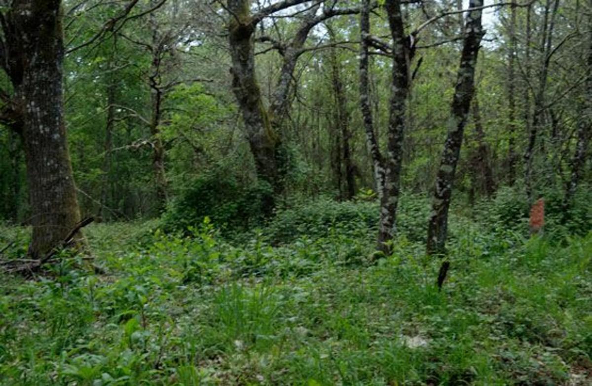 Terreno en venta en Sarreaus, Ourense photo 4