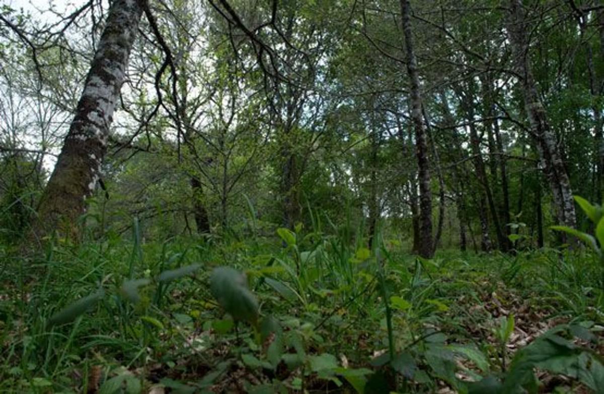 Terreno en venta en Sarreaus, Ourense photo 5