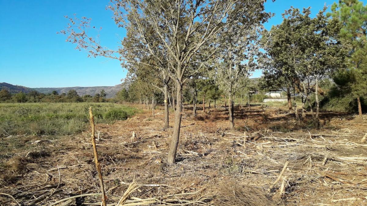 Land for sale in Verin, Ourense photo 3
