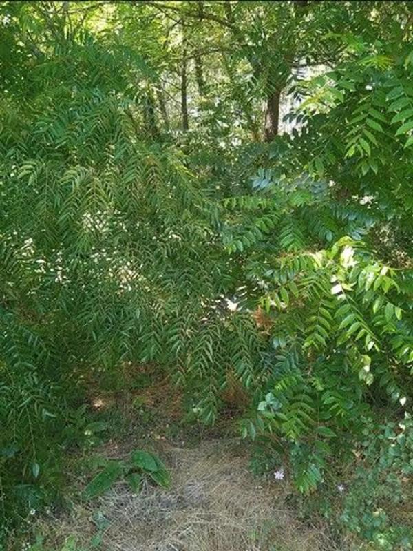 Land for sale in Verin, Ourense photo 3