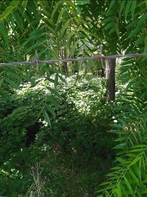 Land for sale in Verin, Ourense photo 4