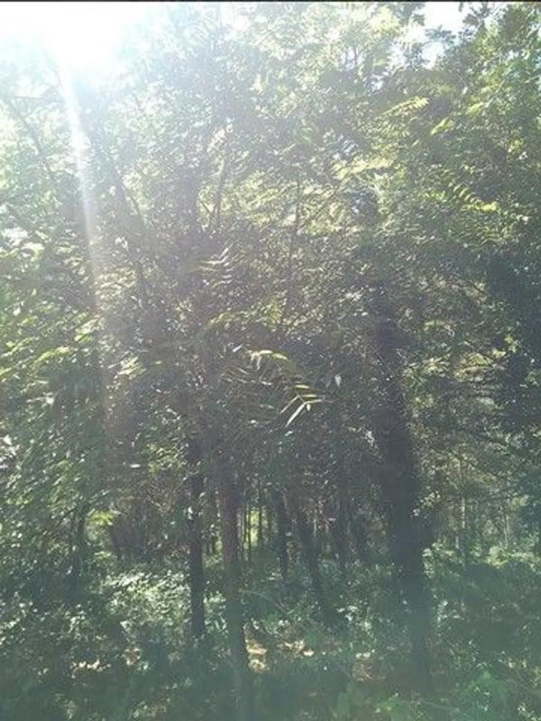 Land for sale in Verin, Ourense photo 5