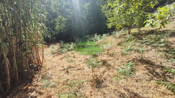 Terreno en Pereiro de Aguiar photo 1