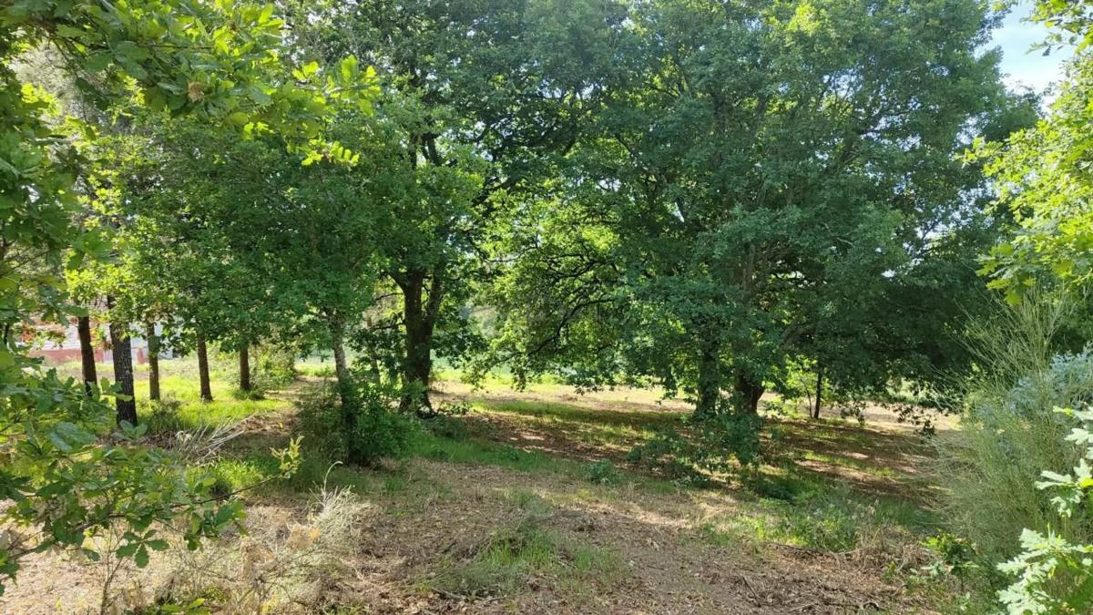 Land for sale in Vilamarin, Ourense photo 2