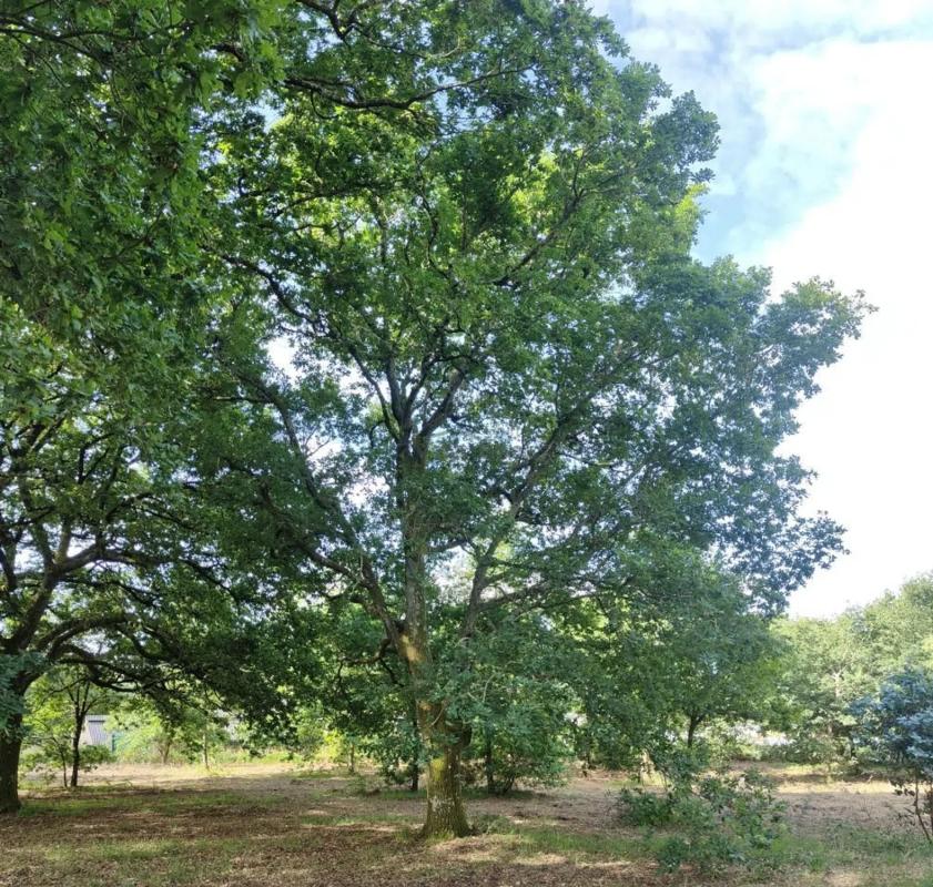 Land for sale in Vilamarin, Ourense photo 4